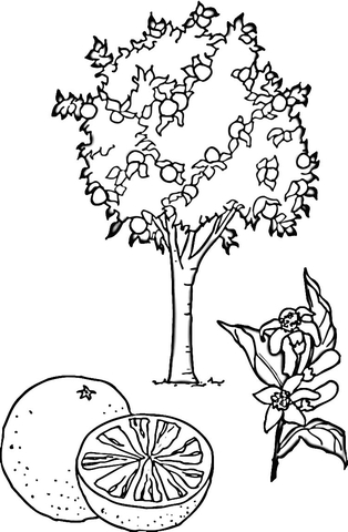 Orange Tree  Coloring Page